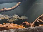 Satanoperca juripari (1x), Dieren en Toebehoren, Vissen | Aquariumvissen, Vis