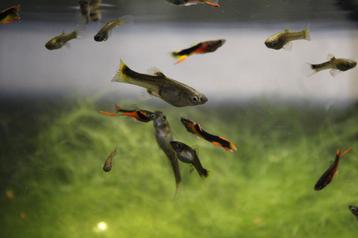 Red Chest endler guppy’s (Raszuiver!!!) beschikbaar voor biedingen