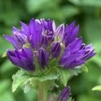 Campanula Glometra Superba, Tuin en Terras, Ophalen, Halfschaduw