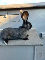 2 Malle geants des flandre 3 mois 3,7 kg, Animaux & Accessoires