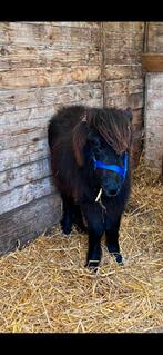 Entier shetland 2024, Dieren en Toebehoren, Pony's, L, Ontwormd