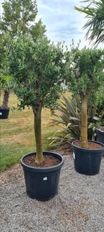 Terrasolijfboom Olea Europaea, Tuin en Terras, Planten | Bomen, Ophalen, Olijfboom