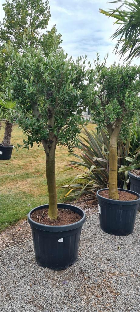 Terrasolijfboom Olea Europaea, Tuin en Terras, Planten | Bomen, Olijfboom, Ophalen