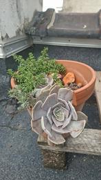 Succulente echeveria, Ophalen of Verzenden, Zo goed als nieuw