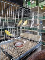 postuurkanaries, Boeken, Ophalen, Vogels