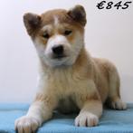 Shiba Inu (mannelijke pups) te koop, Dieren en Toebehoren, Honden | Poolhonden, Keeshonden en Oertypen, 15 weken tot 1 jaar, Buitenland