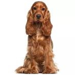 DRINGEND GEZOCHT Cockers;Ierse setters..., Dieren en Toebehoren, Honden-accessoires, Ophalen