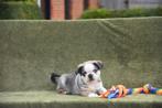 Prachtige Mops pups, Dieren en Toebehoren, Honden | Bulldogs, Pinschers en Molossers, België, Overige rassen, CDV (hondenziekte)