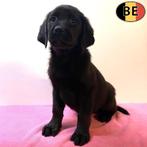 chiots Labrador (Noir + Blond) chiots belges à vendre, Commerçant, 8 à 15 semaines, Labrador retriever, Maladie de Carré (chiens)