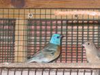 Koppel lazulivinken , passerina amoena, Meerdere dieren, Wildzangvogel, Tam