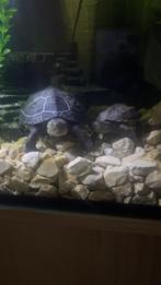 2 chinese driekielschildpadden, Dieren en Toebehoren, Schildpad, 3 tot 6 jaar