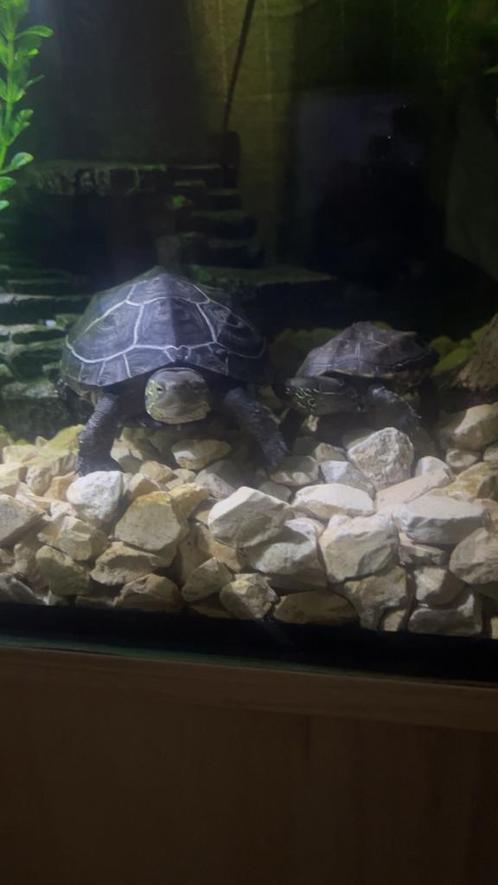 2 chinese driekielschildpadden, Dieren en Toebehoren, Reptielen en Amfibieën, Schildpad, 3 tot 6 jaar