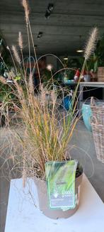 Pennisetum Alop Hameln - lampenpoetsergras, Tuin en Terras, Planten | Tuinplanten, Ophalen