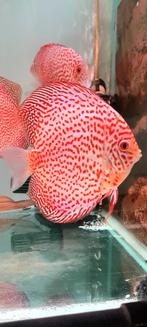 Discus golden leopard, Dieren en Toebehoren, Vissen | Aquariumvissen, Zoetwatervis, Schoolvis, Vis