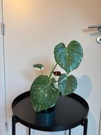 Monstera Thai Constellation, Huis en Inrichting, Kamerplanten, Ophalen, Overige soorten, In pot, Minder dan 100 cm