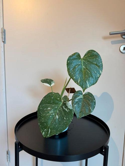 Monstera Thai Constellation, Huis en Inrichting, Kamerplanten, Overige soorten, Minder dan 100 cm, Groene kamerplant, Volle zon