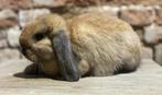 Minilop rammelaar (transport mogelijk), Dieren en Toebehoren, Konijnen, Mannelijk, Dwerg, Hangoor, 0 tot 2 jaar