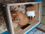 Jonge cavia's zoeken dringend nieuw nest, Dieren en Toebehoren, Knaagdieren, Mannelijk, Cavia