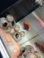 Nestje aulonocara sunset, Dieren en Toebehoren, Vissen | Aquariumvissen, Vis, Zoetwatervis