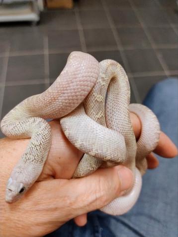 Bullsnake's nakweek  beschikbaar voor biedingen