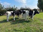 Deense stamboekvaarzen te koop, Dieren en Toebehoren, Runderen