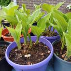 Meiklokjes, Tuin en Terras, Planten | Tuinplanten, Ophalen