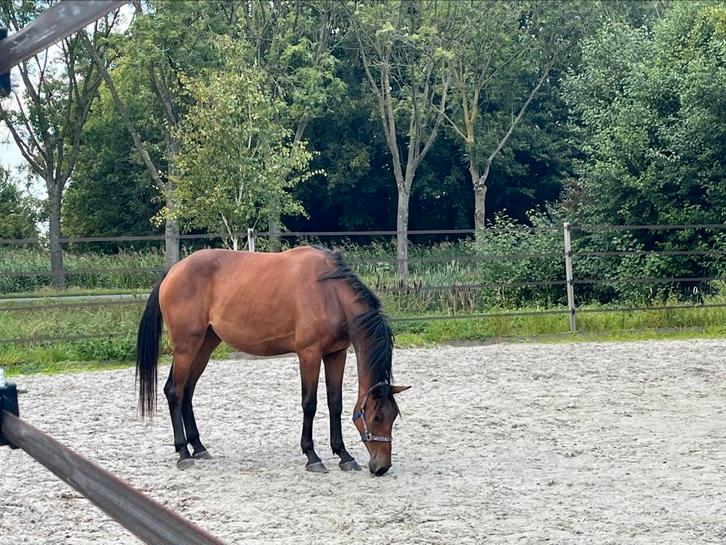 3 jarige goed springende Zangersheide merrie, Dieren en Toebehoren, Paarden, Merrie, Onbeleerd, 165 tot 170 cm, 3 tot 6 jaar, Springpaard