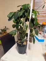 Stephanotis, Enlèvement