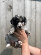Border collie pups merle, CDV (hondenziekte), Meerdere, 8 tot 15 weken, Meerdere dieren