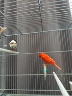 Portugese poppen en rode kanarie man 2025, Dieren en Toebehoren, Meerdere dieren