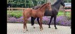 ⭐️Zeer apart hengst veulen!! VITALOS!!⭐️, Dieren en Toebehoren, Paarden, Hengst