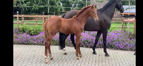 ⭐️Zeer apart hengst veulen!! VITALOS!!⭐️, Dieren en Toebehoren, Paarden, Hengst