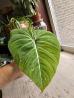 Philodendron Gloriosum, Enlèvement