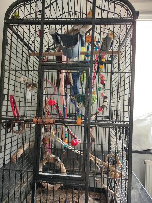 2 valkparkieten met kooi en toebehoren, Dieren en Toebehoren, Vogels | Parkieten en Papegaaien