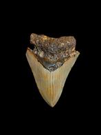 Grande dent de mégalodon Carcharodon de 3,75 po/9,53 cm., Enlèvement ou Envoi, Fossile