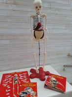 Très belle collection A la découverte du corps humain, Enlèvement, Comme neuf, Découverte