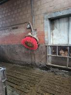 Suevia elektrische koe borstel