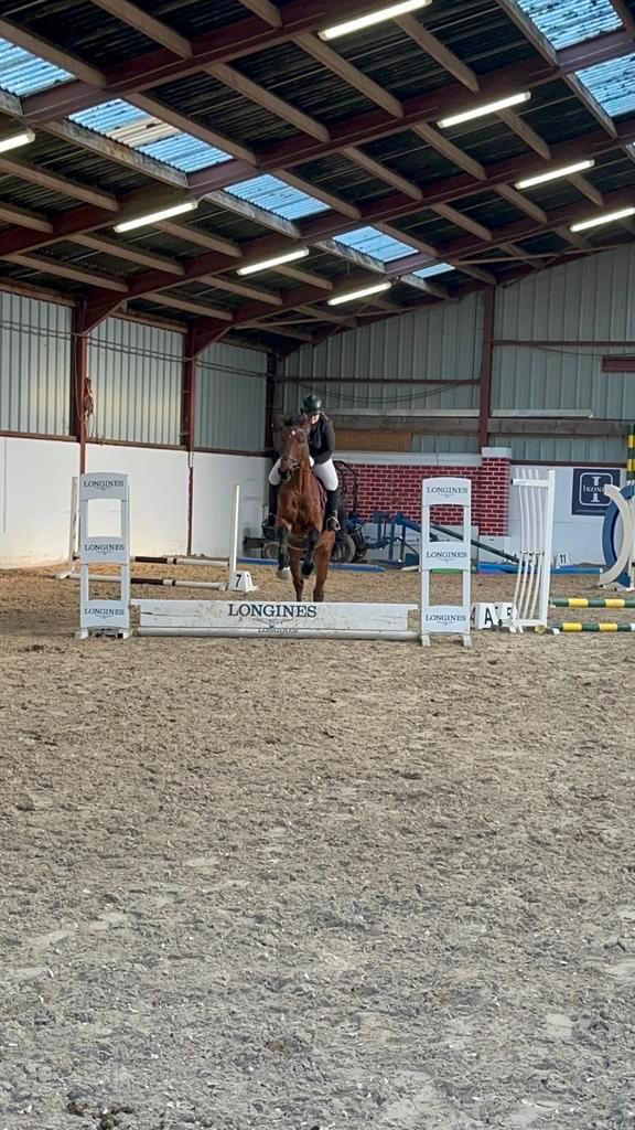 Halve stal paard of magege gezocht, Animaux & Accessoires, Chevaux, B