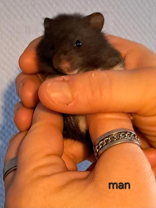 Langharige Goudhamsters, Dieren en Toebehoren, Knaagdieren, Meerdere dieren, Hamster, Tam
