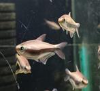 Hobbyaquarium  Keizertetra Zondag 17 aug 12/17u +10= korting, Dieren en Toebehoren, Vissen | Aquariumvissen, Vis, Zoetwatervis