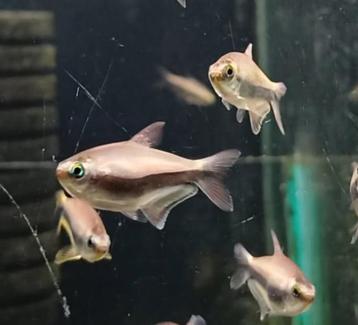 Hobbyaquarium  Keizertetra Zondag 17 aug 12/17u +10= korting beschikbaar voor biedingen