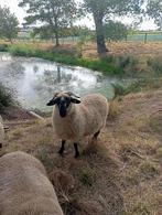 ooi kruising walliser schwarznase met voskop, Dieren en Toebehoren, Schapen, Geiten en Varkens, Vrouwelijk, Schaap, 3 tot 5 jaar