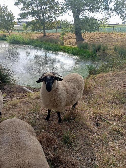 ooi kruising walliser schwarznase met voskop, Dieren en Toebehoren, Schapen, Geiten en Varkens, Schaap, Vrouwelijk, 3 tot 5 jaar