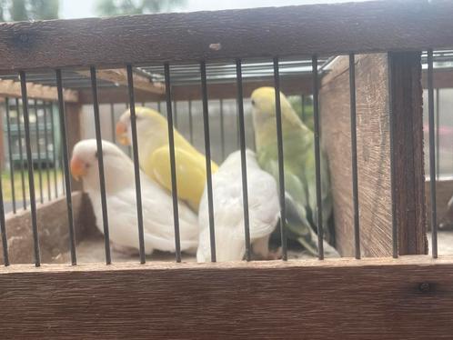 Roseicolli 2025 2 pop, Dieren en Toebehoren, Vogels | Parkieten en Papegaaien, Geringd