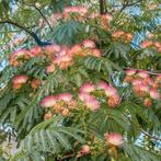 Albizia julibrissin Ombrella (graines) , arbre de soie, Jardin & Terrasse, Plantes | Arbres, Enlèvement ou Envoi, En pot, 100 à 250 cm