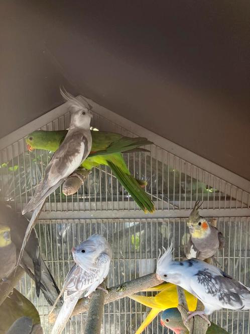 HALFTAMME KAKARIKI -VALKPARKIETEN NU 45 EURO/STUK, Dieren en Toebehoren, Vogels | Parkieten en Papegaaien, Parkiet, Meerdere dieren