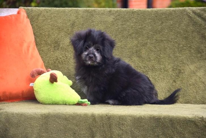 Prachtige Boomertjes, Dieren en Toebehoren, Honden | Niet-rashonden, Klein, Meerdere dieren, Fokker | Professioneel, Meerdere