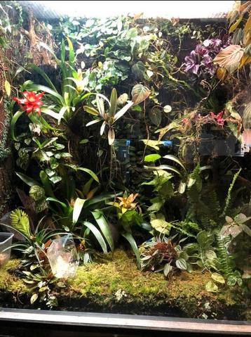 Groot paludarium of terrarium beschikbaar voor biedingen