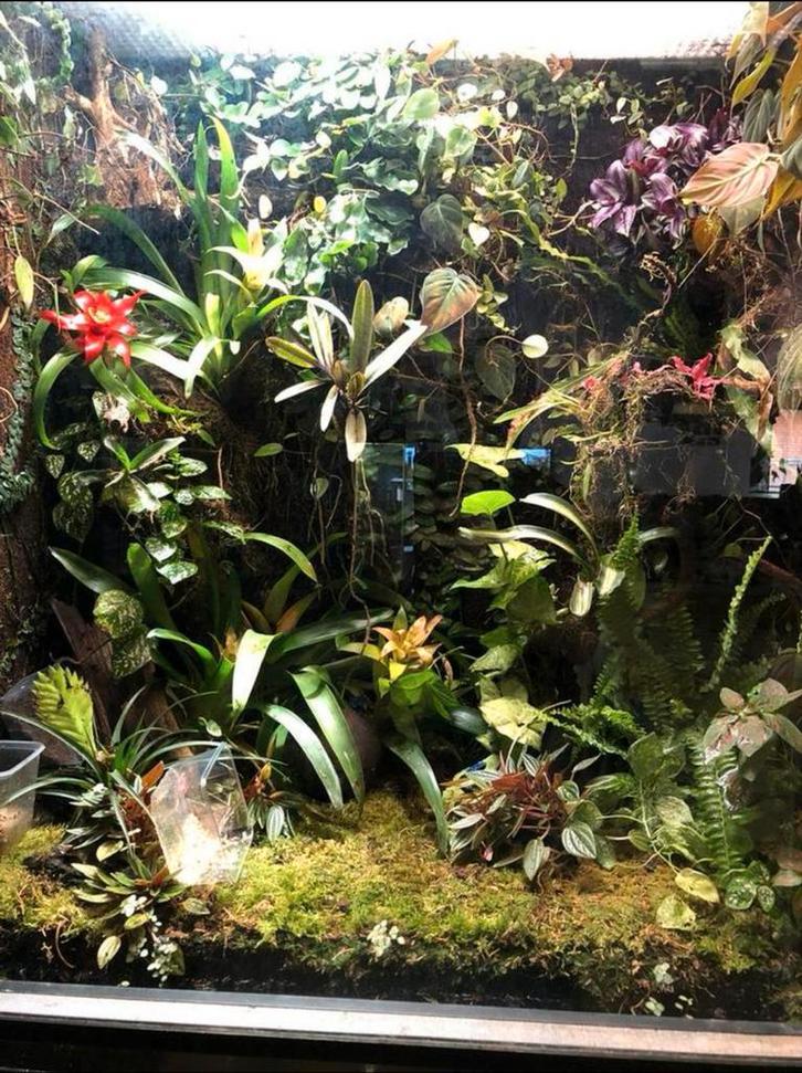 Groot paludarium of terrarium, Dieren en Toebehoren, Reptielen en Amfibieën | Toebehoren, Zo goed als nieuw, Verlichting, Ophalen