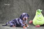 Prachtig Blue Merle Tan Teckel teefje, Dieren en Toebehoren, Honden | Teckels en Dashonden, België, CDV (hondenziekte), 8 tot 15 weken
